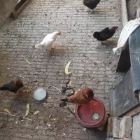مرغ تخم گذار