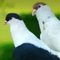 ۸جفت دم سفید مایدوم.آس آس
