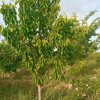 باغ جاده بناب نزدیک به اردکلو فروش فوری|فروش زمین و ملک کلنگی|مرند, |دیوار