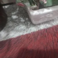 فروش دو گلدان گل مصنوعی|گل مصنوعی|تبریز, |دیوار