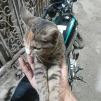 بچه گربه خونگی