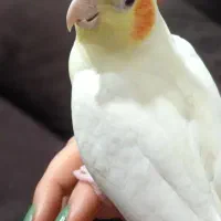 دو عدد عروس هلندی لوتینو مولد