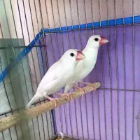 فنچ نرگسی سفید(جفت)
