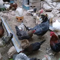 مرغ و خروس . تاقچه لهستانی|حیوانات مزرعه|مشهد, كنويست|دیوار