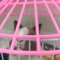 معاوضه خرگوش مینیاتوری تپل وناز یا تخفیف نقدی|موش و خرگوش|ارومیه, |دیوار