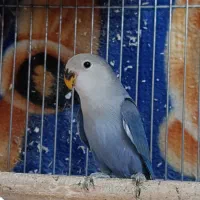 کوتوله برزیلی تازه دونخور