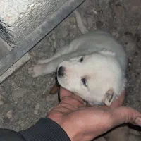 واگذاری رایگان توله ماده دورگه سرابی|سگ|سیرجان, |دیوار