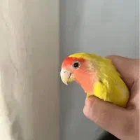 جفت طوطی برزیلی|پرنده|تهران, هفده شهریور|دیوار