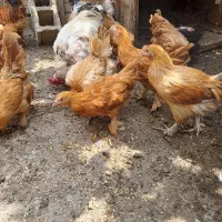 مرغ و خروس برهما|حیوانات مزرعه|شیراز, گچی|دیوار