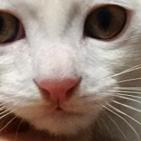 گربه ترکیش - پرشین|گربه|قرچک, مهدیه|دیوار