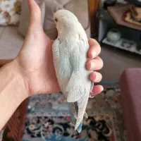 طوطی برزیلی نر رنگ خاص آسمانی