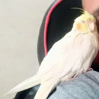 عروس هلندی گمشده