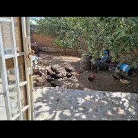 مشارکت درساخت ویلایی ۳۳۸ متری نوکان روبروهوانیروز