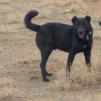 سگ گله ای نگهبان