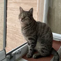 آگهی گم شده