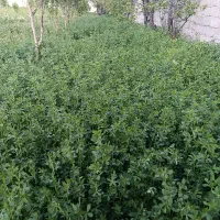 یونجه فروشی اماده (باغ)
