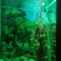 اکواریوم|ماهی|فردوسیه, |دیوار