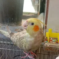 عروس هلندی (فندق)