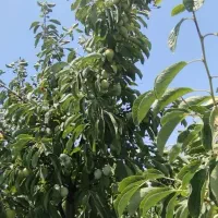 فروش-باغ
