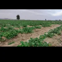 یک و نیم هکتار زمین کشاورزی
