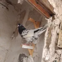کفتر|پرنده|مشهد, هنرور|دیوار