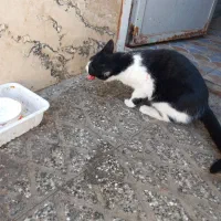 ۲عددگربه خانگی