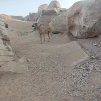 دو قلاده سگ سرابی|سگ|نهبندان, |دیوار