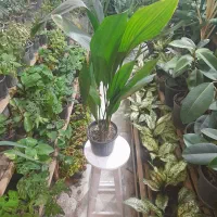 گیاه گلدان چی میخوای تعویض با انواع کاغذیجات باطله