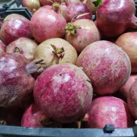 عرضه مستقیم انار از باغ|خوردنی و آشامیدنی|تهران, آهنگ|دیوار