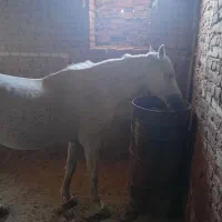 دو عدد اسب نر در عجب شیر|حیوانات مزرعه|عجب شیر, |دیوار