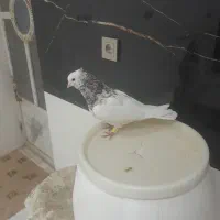 طوقی سرونج نر|پرنده|نیشابور, شهید بهشتی|دیوار