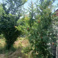 ۴۰۸زمین مسکونی دوردیوارسنگررشت|فروش زمین و ملک کلنگی|سنگر, |دیوار