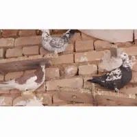 ۱۰تا  به شرط هم بو