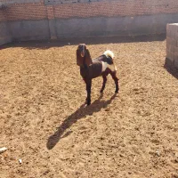 ۳عدد بزغاله*یک عدد بز|حیوانات مزرعه|کاشمر, |دیوار