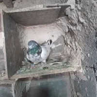 کفترتهرانی|پرنده|بروجرد, |دیوار