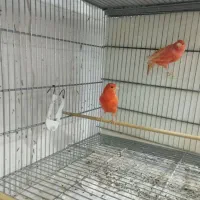 جفت قناری های سرخ