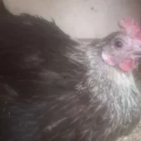یک عدد مرغ کرچ لاکندزی تازه کپ