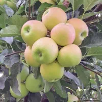 نهالستان میوه و گردو های پربار پالیز|خدمات باغبانی و درختکاری|فولادشهر, بوستان خلیج فارس|دیوار