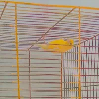 قناری خوبو|پرنده|مرودشت, مختارآباد|دیوار