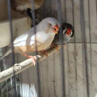 فنچ کینگ فائو