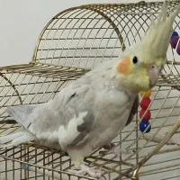 عروس هلندی آهویی|پرنده|الوند, |دیوار