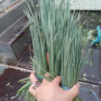 سبزی خورشتی|عمدهفروشی|مسجد سلیمان, |دیوار