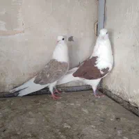 کفتر پرشی سو قدیم کاشان|پرنده|کاشان, مصلی|دیوار