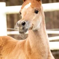 خرید و فروش تخصصی اسب عرب|اسب و تجهیزات اسب‌سواری|اراک, |دیوار