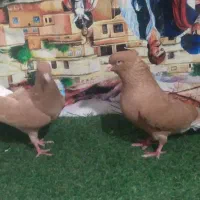 کبوتر دمسفید