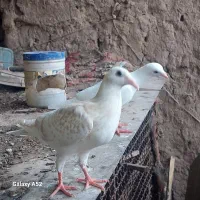جوجه سرونج خطی