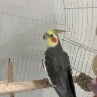 فروش عروس هلندی