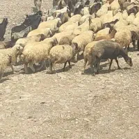 میش داشتی درجه یک