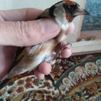 سهره صدرصدنر