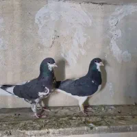 شهری|پرنده|شیراز, گویم|دیوار